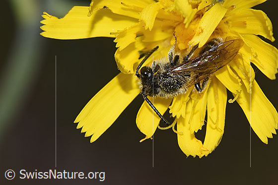 Photo: Probably Haltictus tetrazonius on blossom. Length 6 - 8mm. Female. View from top front.