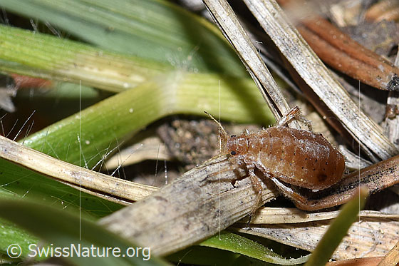 Rotbraune bepuderte Fichtenrindenlaus (Cinara pilicornis)