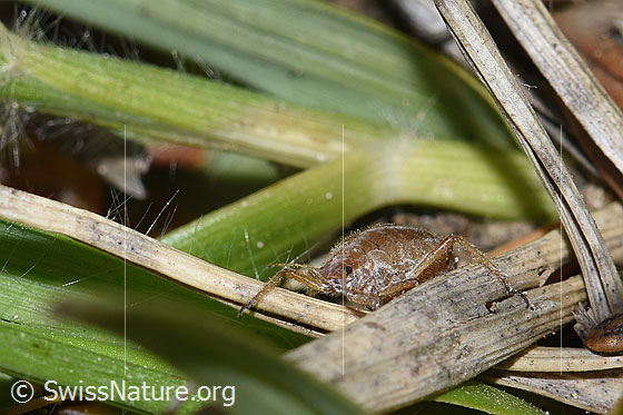 Photo: Cinara pilicornis. Length 4mm. View from the front.