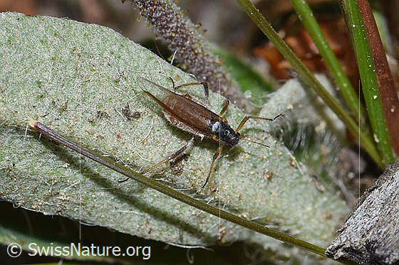 Photo: Cinara pilicornis. Length 2.1 - 4.7mm. View from diagonally above.