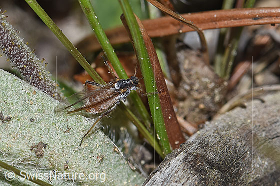 Photo: Cinara pilicornis. Length 2.1 - 4.7mm. View from the side.