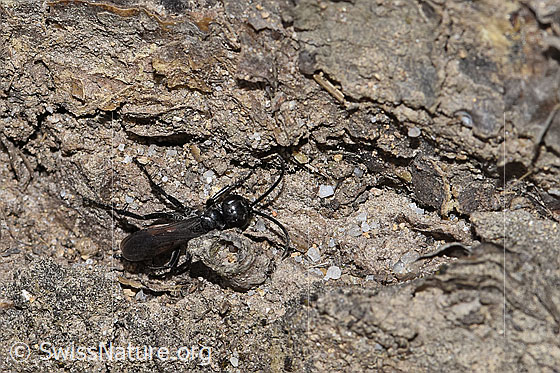 Photo: Anoplius infuscatus. Length 7 - 12mm. View from above.