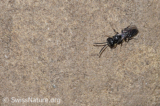Foto: Wahrscheinlich Diodontus luperus (Grabwespe). Länge 4.5mm. Männchen. Ansicht von oben.
