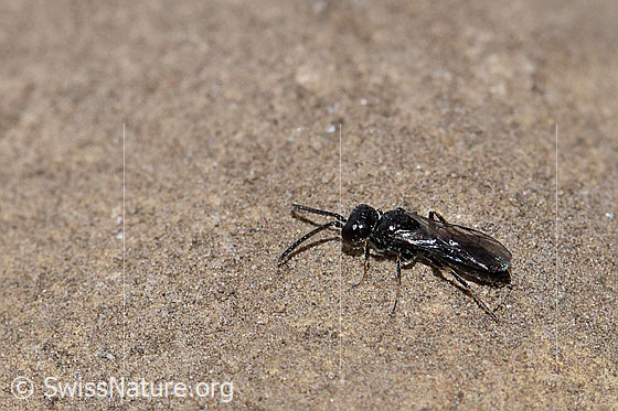 Foto: Wahrscheinlich Diodontus luperus (Grabwespe). Länge 4.5mm. Männchen. Ansicht von der Seite.
