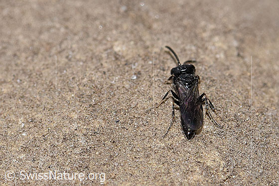 Foto: Wahrscheinlich Diodontus luperus (Grabwespe). Länge 4.5mm. Männchen. Ansicht von hinten oben.