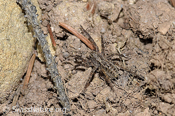 Foto: Wahrscheinlich Pfingst-Scheintarantel (Alopecosa farinosa). Weibchen. Ansicht von seitlich oben.