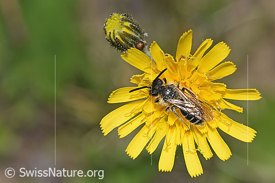 Photo: Probably Haltictus tetrazonius on blossom. Length 8mm. View from above. Female.