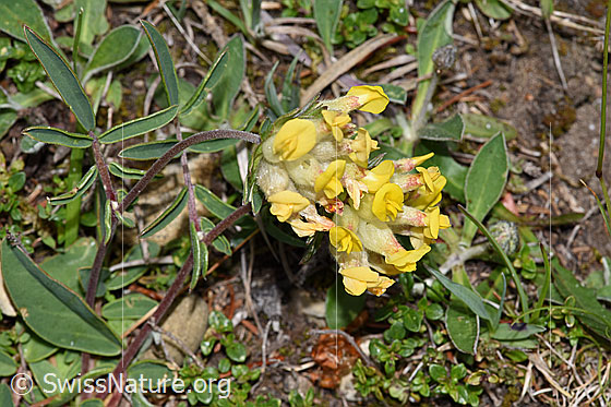 Foto: Echter Wundklee (Anthyllis vulneraria). Blüten.