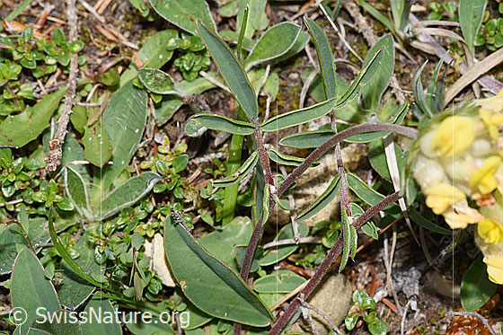 Photo: Anthyllis vulneraria. Leaves.