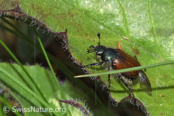 Foto: Gartenlaubkäfer (Phyllopertha horticola). Länge 9mm. Ansicht von seitlich oben.