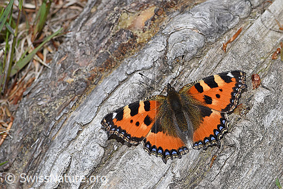 Foto: Kleiner Fuchs (Aglais urticae). Flügel geöffnet. Ansicht von oben.