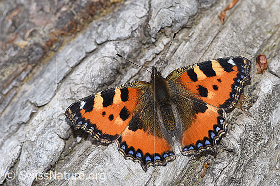 Foto: Kleiner Fuchs (Aglais urticae). Flügel geöffnet. Ansicht von oben.