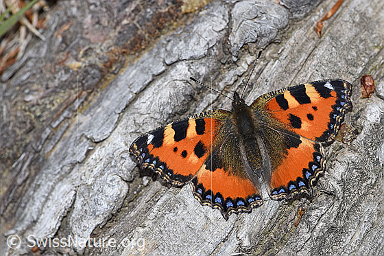 Foto: Kleiner Fuchs (Aglais urticae). Flügel geöffnet. Ansicht von oben.
