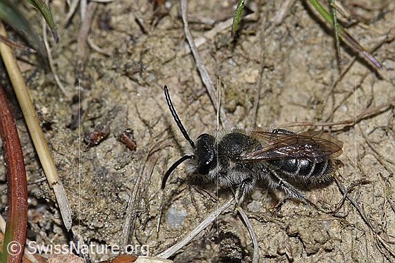 Photo: Probably Haltictus tetrazonius. Length 6 -8mm. Female. View from the side above.