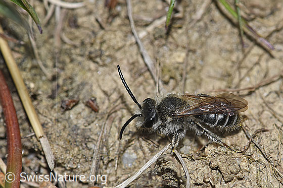 Photo: Probably Haltictus tetrazonius. Length 6 -8mm. Female. View from the side above.