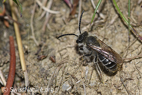 Sandsteppen-Furchenbiene (Haltictus tetrazonius)