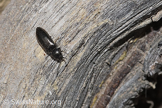 Photo: Probably Hylis olexai. Length 5.5mm. View from above.