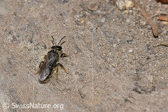 Photo: Andrena humilis. Length 10 - 12mm. Female. View diagonally from behind.