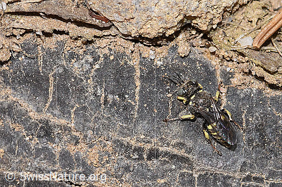 Photo: Oxybelus bipunctatus. Length 5mm. Male. View from above.