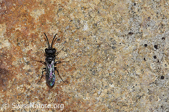 Photo: Probably Grabwespe. Length 4.5mm. Male. View from above.