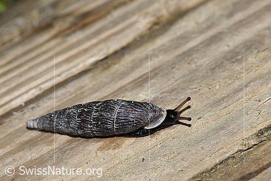 Foto: Wahrscheinlich Scharfgerippte Schliessmundschnecke (Clausilia cruciata). Ansicht von seitlich vorne oben.