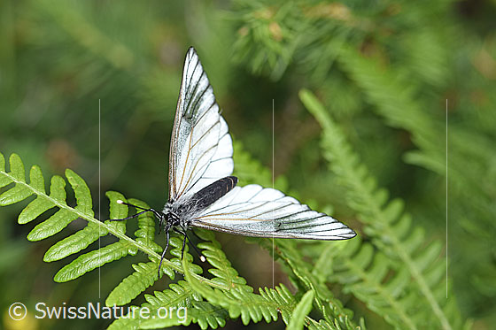 Baumweissling (Aporia crataegi)