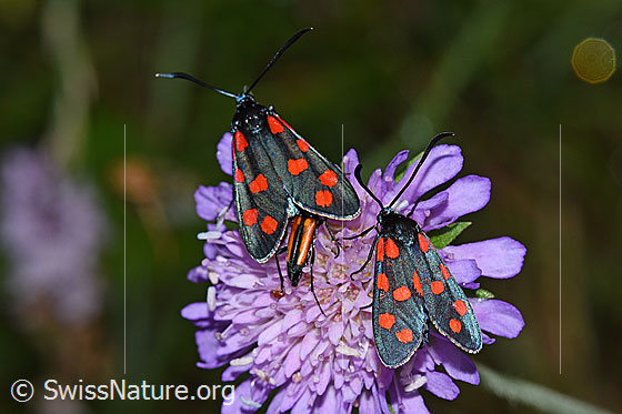 Photo: Zygaena filipendulae on a blossom of Knautia dipsacifolia. View from above.
