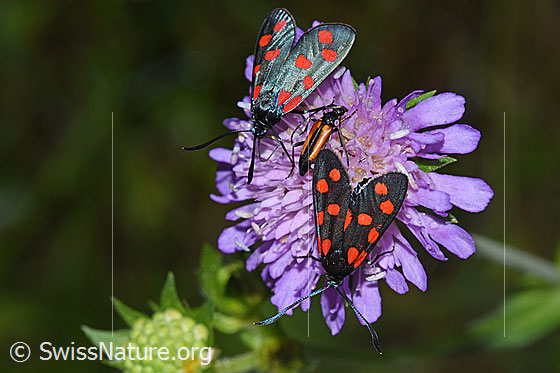 Foto: Zwei gewöhnliche Widderchen (Zygaena filipendulae) auf Blüte einer Wald-Witwenblume (Knautia dipsacifolia). Ansicht von oben. Zwischen den beiden Widderchen ist ein Kleiner Schmalbock (Stenurella melanura) zu sehen.