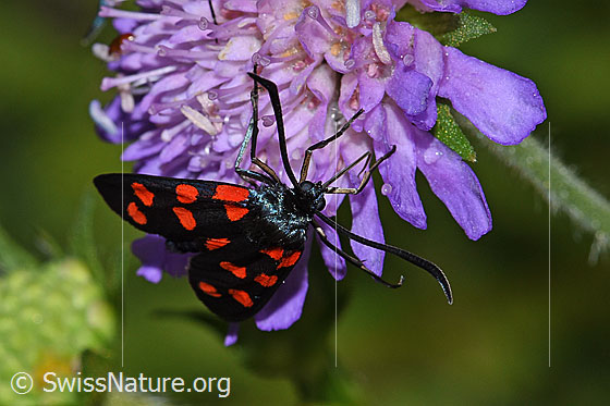 Photo: Zygaena filipendulae auf Wald-Witwenblume (Knautia dipsacifolia). Top view from the front.