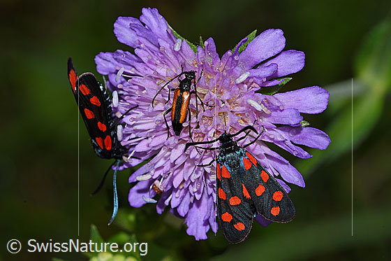 Photo: Zygaena filipendulae on blossom of Knautia dipsacifolia. View from above. Between the two Zygaena filipendulae, a Stenurella melanura can be seen.