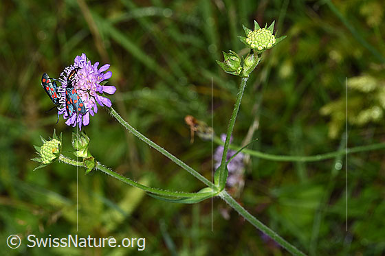 Foto: Wald-Witwenblume (Knautia dipsacifolia). Blüten und Stängel.