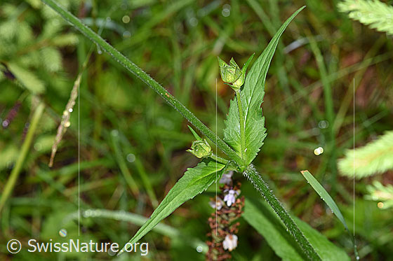 Foto: Wald-Witwenblume (Knautia dipsacifolia). Stängelblätter und Stängel.