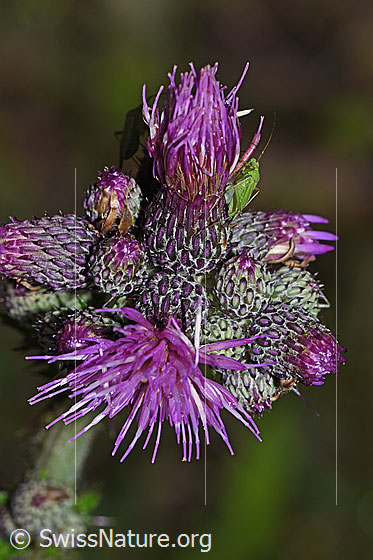 Photo: Calocoris affinis on Cirsium palustre. Length 8mm.