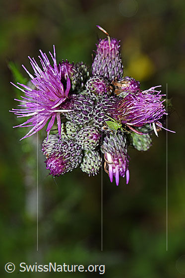 Photo: Calocoris affinis on Cirsium palustre. Length 8mm. View from the front.