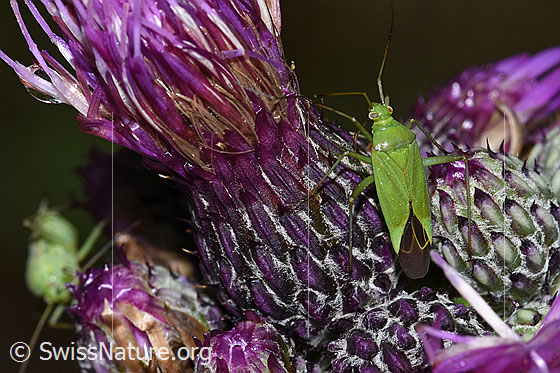 Photo: Calocoris affinis on Cirsium palustre. Length 8mm. View from above.