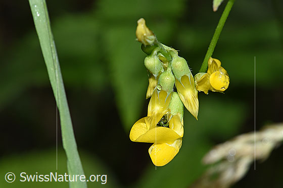 Wiesen-Platterbse (Lathyrus pratensis)
