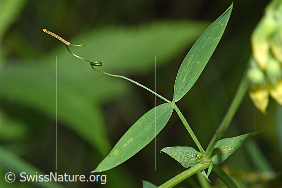 Foto: Wiesen-Platterbse (Lathyrus pratensis). Blätter und Ranke. Am Ende der Ranke ist eine klein Raupe zu sehen. 
