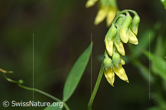 Foto: Wiesen-Platterbse (Lathyrus pratensis). Blüten.