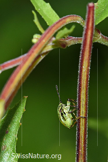 Foto: Grüne Stinkwanze (Palomena prasina). Larve. Ansicht von der Seite.