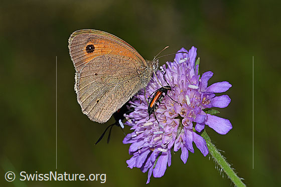 Photo: Maniola jurtina on Knautia dipsacifolia). Male. Wings closed.vIew from the side.