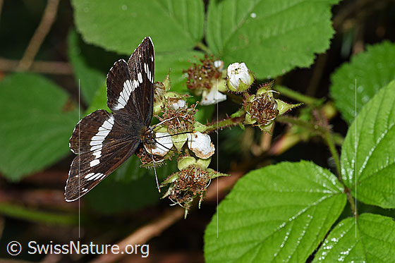 Kleiner Eisvogel (Limenitis camilla) an Blüten der Himbeere (Rubus idaeus)