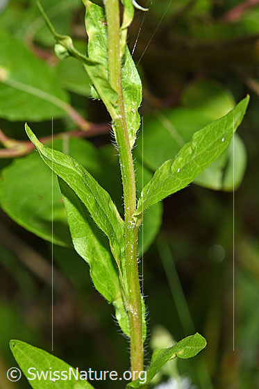 Photo: Erigeron annuus. Stem and leaves. Neophyte.