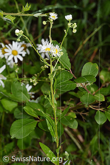 Foto: Einjähriges Berufkraut (Erigeron annuus). Ganze Pflanze (Habitus). Neophyt.