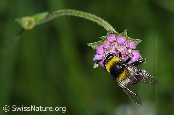 Photo: Sericomyia bombiformis on Knautia dipsacifolia. Length 16mm. View from above.