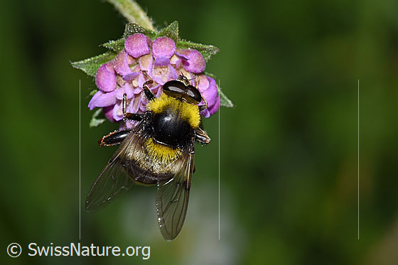 Hummel-Gebirgsschwebfliege (Sericomyia bombiformis) auf Wald-Witwenblume (Knautia dipsacifolia)