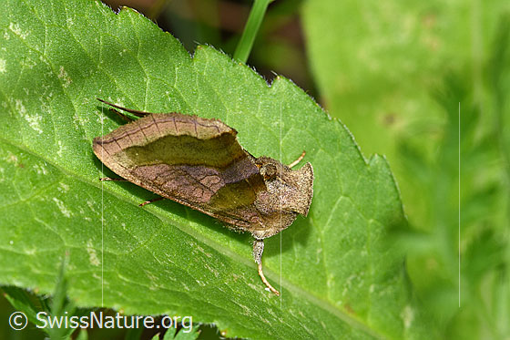 Photo: Diachrysia chrysitis. Wings closed. View from the side.