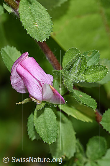 Kriechende Hauhechel (Ononis repens)
