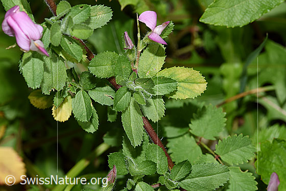 Foto: Wahrscheinlich Kriechende Hauhechel (Ononis repens). Ganze Pflanze (Habitus).