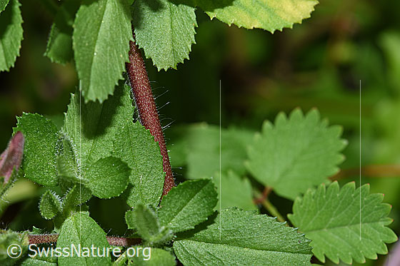 Foto: Wahrscheinlich Kriechende Hauhechel (Ononis repens). Blätter und Stängel.