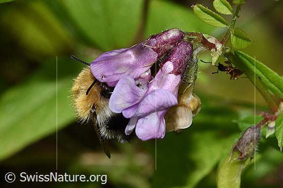Photo: Probably Bombus pascuorum on Vicia cracca. Length 9 - 15mm. View from the side. The bumblebee is looking for nectar in the flower.